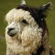 Avatar von Alpaca